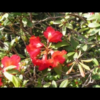Rhododendron Hybride Elisabeth (fam. Ericacees) (Aberconway 1933) (11)